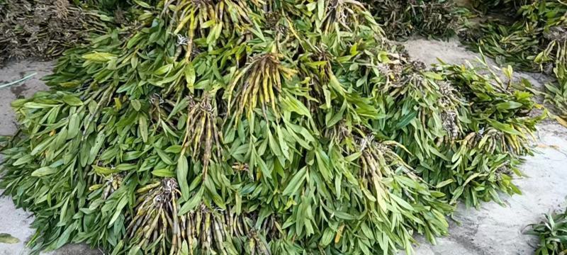 黑毛石斛