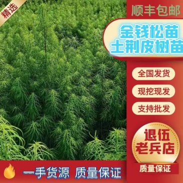 金钱松土荆皮树易管理投资小利润高国家二级保护树种欢迎下单