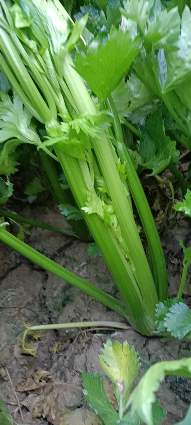 西芹