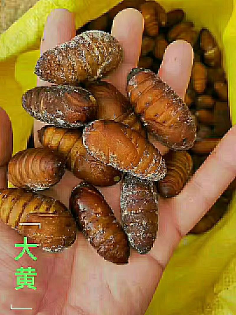 蚕蛹，金丝蛹，二黄蛹，金丝蛹，常年批发，询价优惠