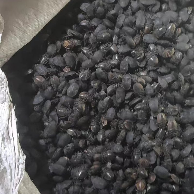 河南小九香虫，2022新货，有需要的老板联系？