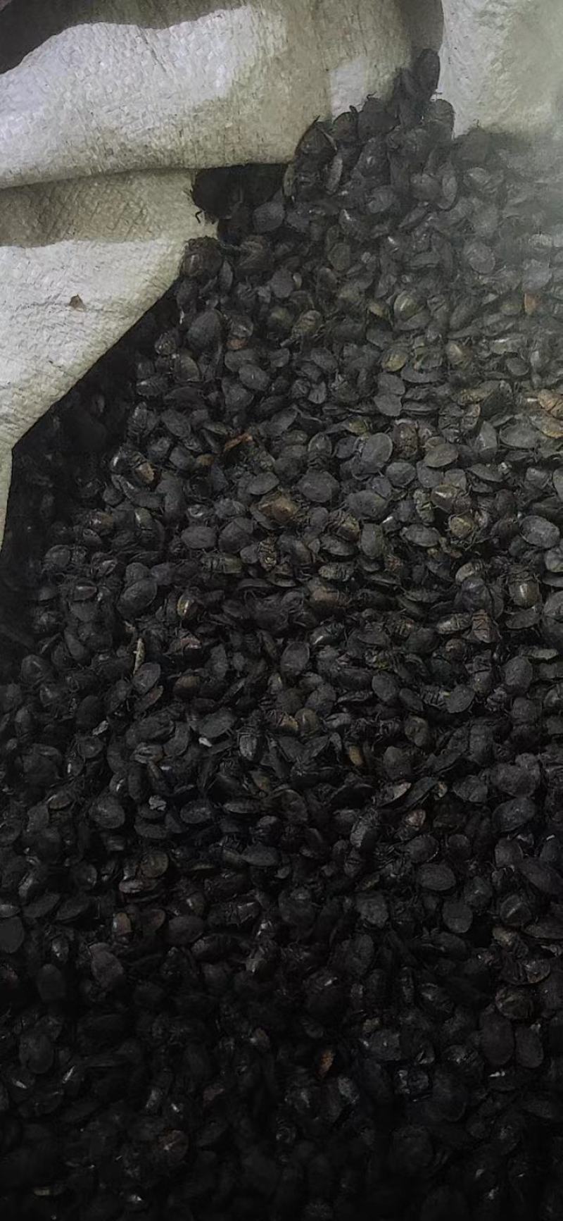 河南小九香虫，2022新货，有需要的老板联系？