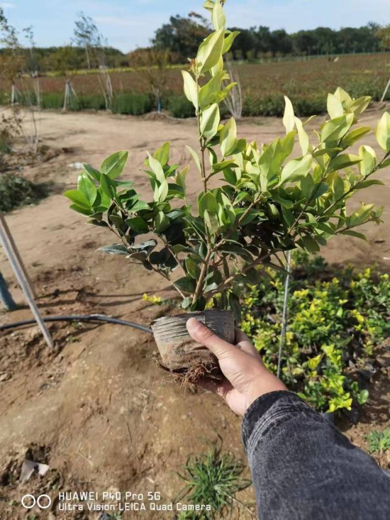 金森女贞大杯苗基地现货道路绿化苗色块种植高成活率