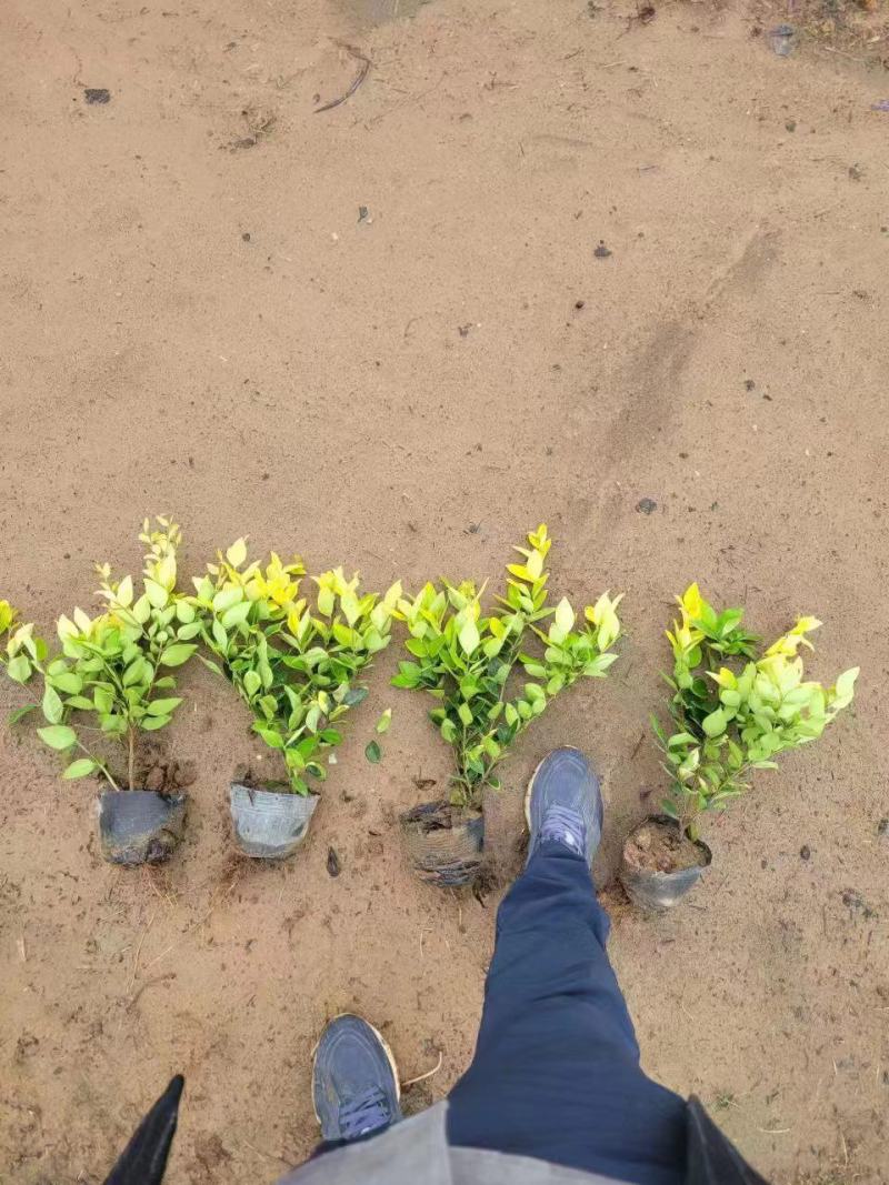 金森女贞大杯苗基地现货道路绿化苗色块种植高成活率