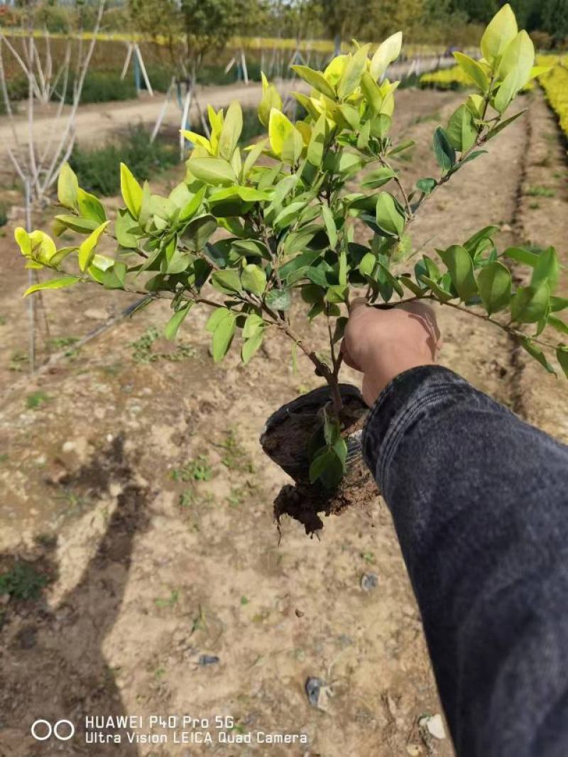 金森女贞大杯苗基地现货道路绿化苗色块种植高成活率