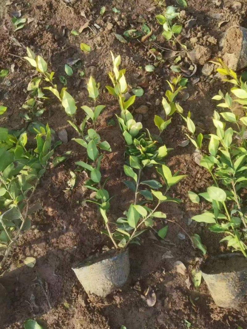 金森女贞大杯苗基地现货道路绿化苗色块种植高成活率
