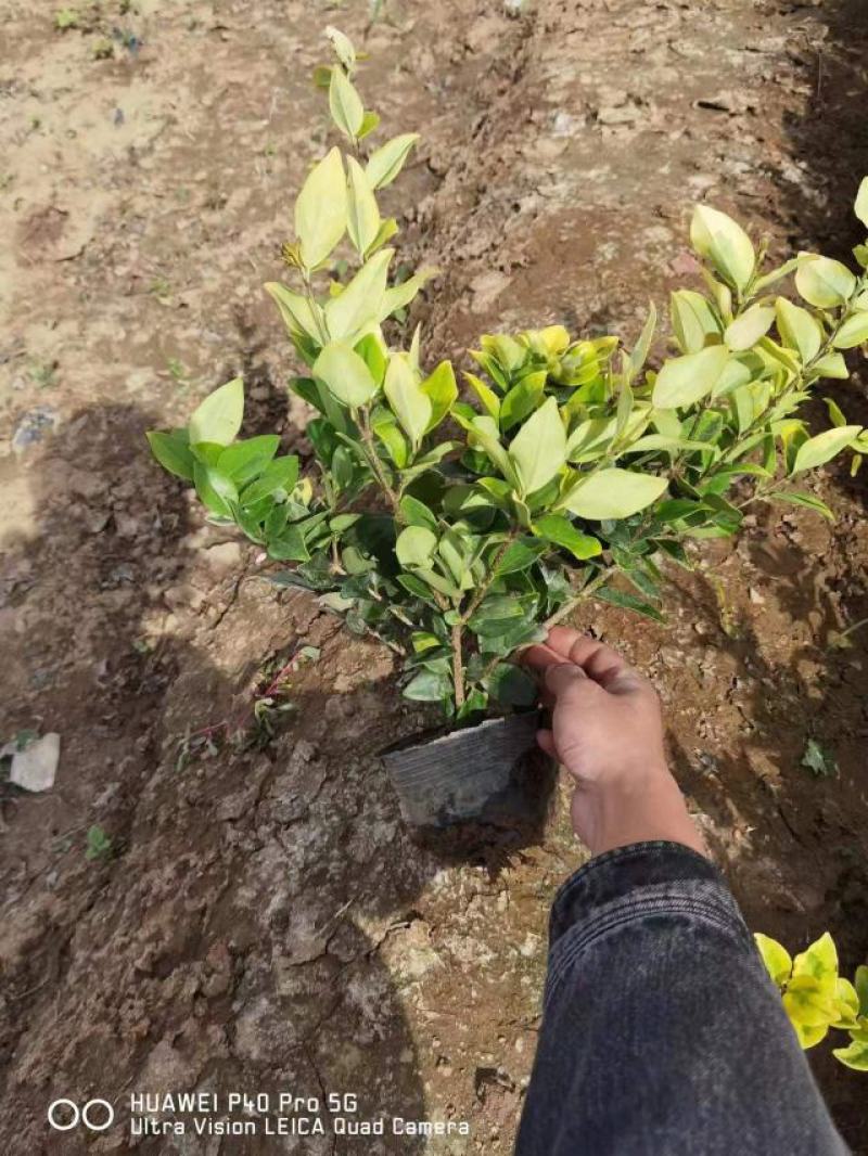 金森女贞大杯苗基地现货道路绿化苗色块种植高成活率
