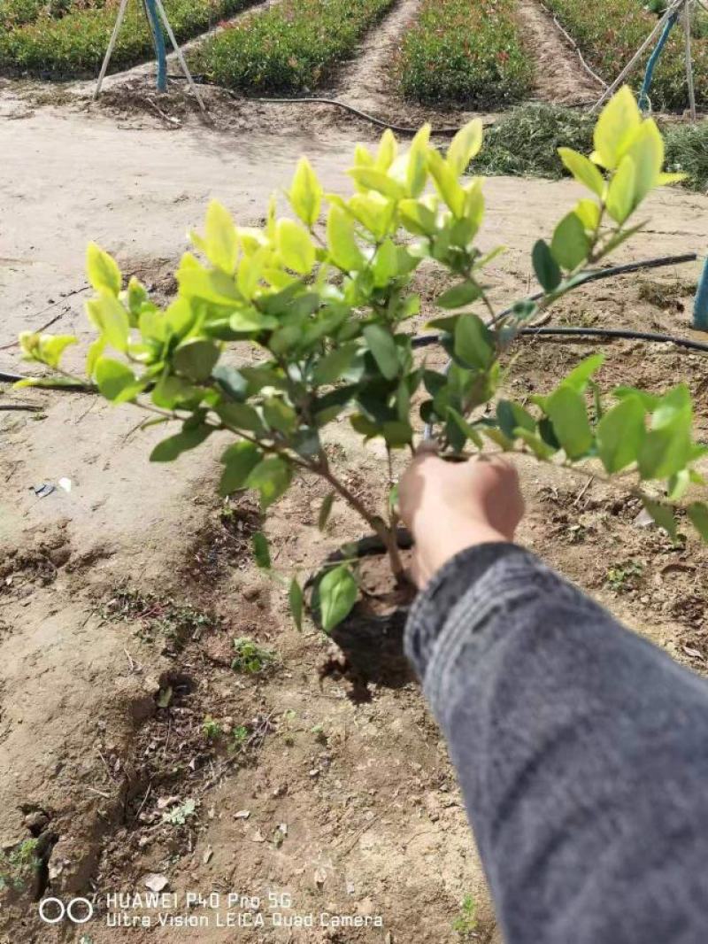 金森女贞大杯苗基地现货道路绿化苗色块种植高成活率