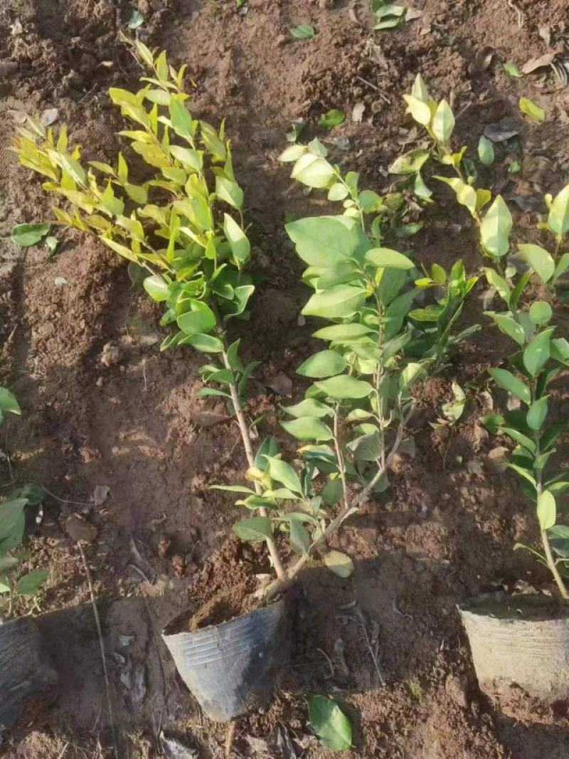 金森女贞大杯苗基地现货道路绿化苗色块种植高成活率