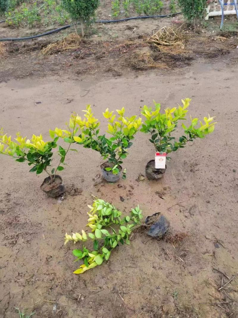 金森女贞大杯苗基地现货道路绿化苗色块种植高成活率