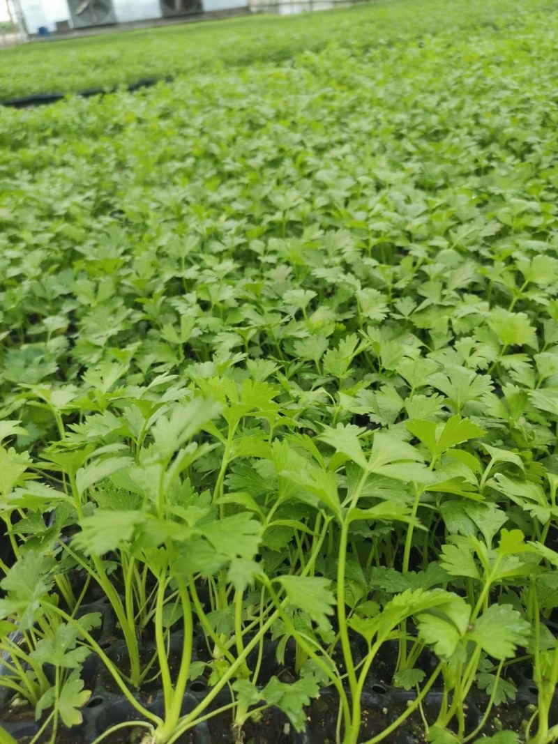 芹菜苗美国西芹皇后芹菜苗穴盘芹菜苗白杆香芹苗