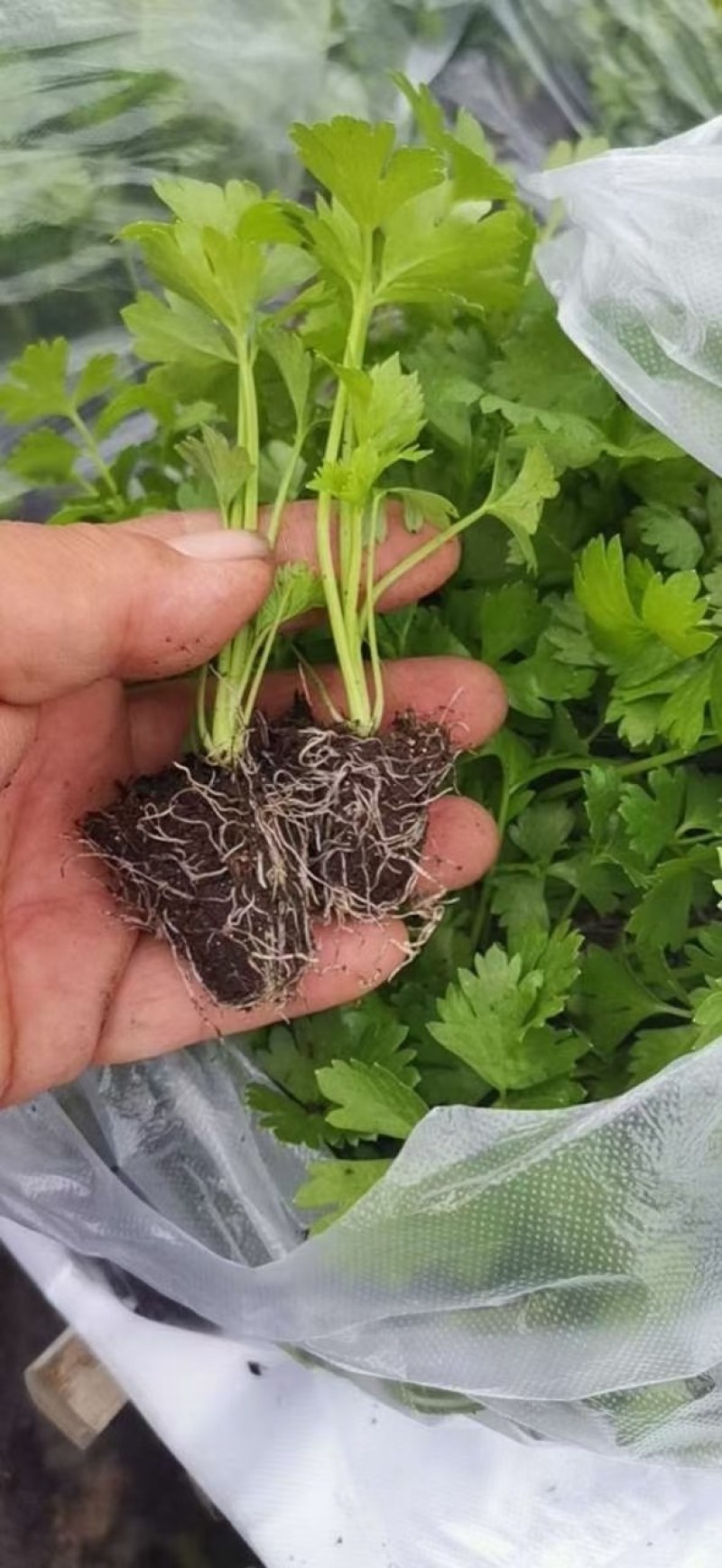 芹菜苗美国西芹皇后芹菜苗穴盘芹菜苗白杆香芹苗
