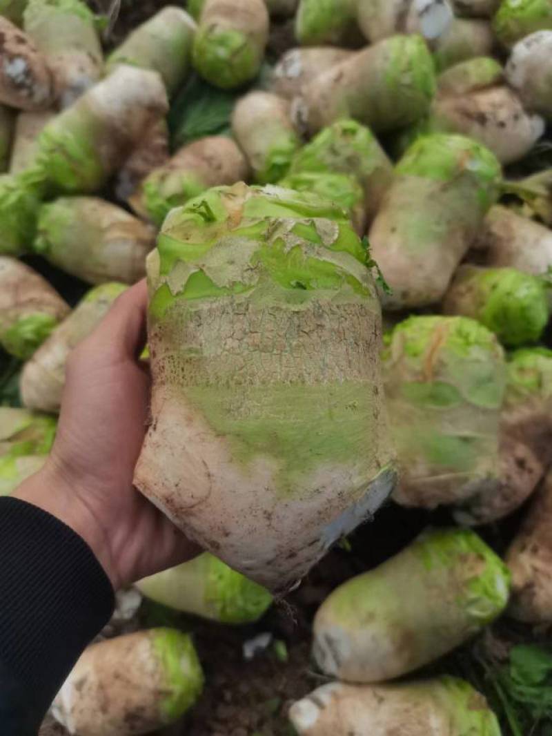 大头菜开始陆续上市。看上的老板联系了，市场货，工厂货都有