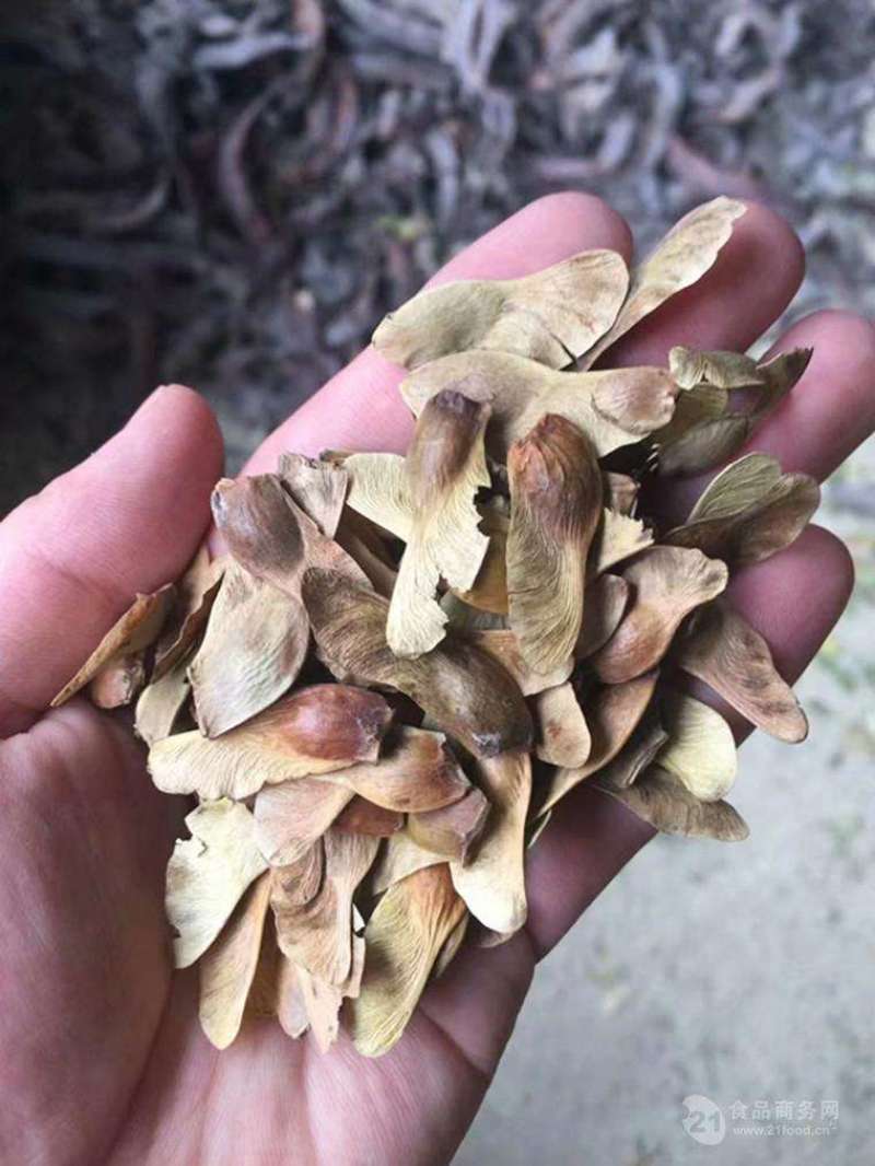 元宝枫种子，一手货源大量出售，有意者联系