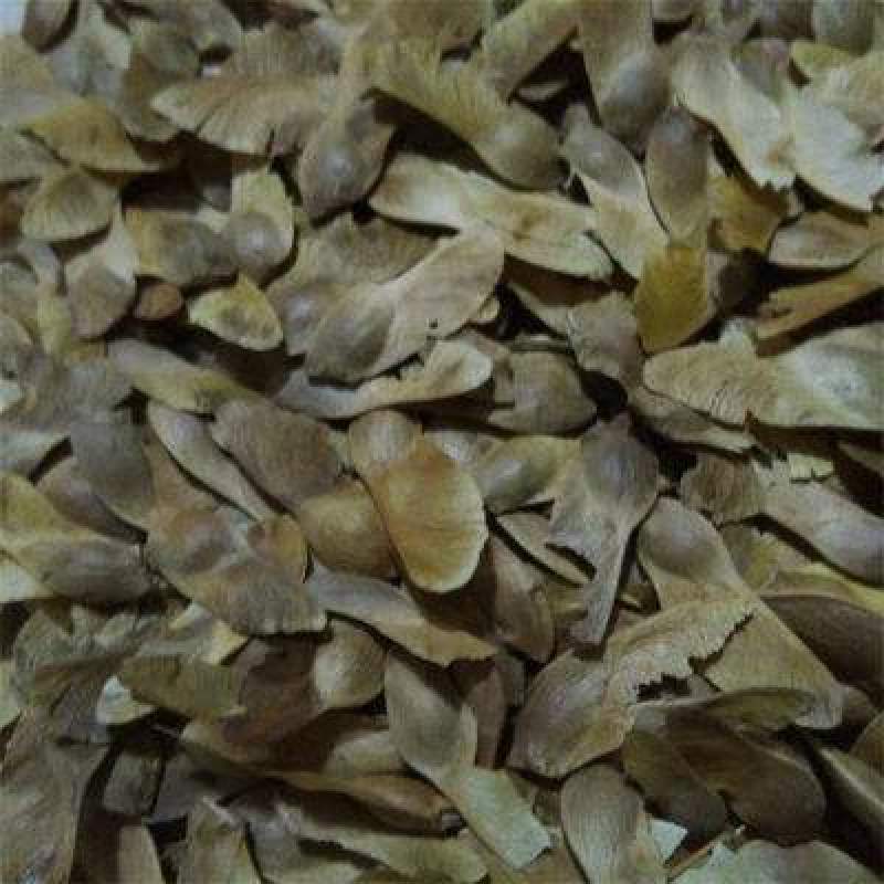 元宝枫种子，一手货源大量出售，有意者联系
