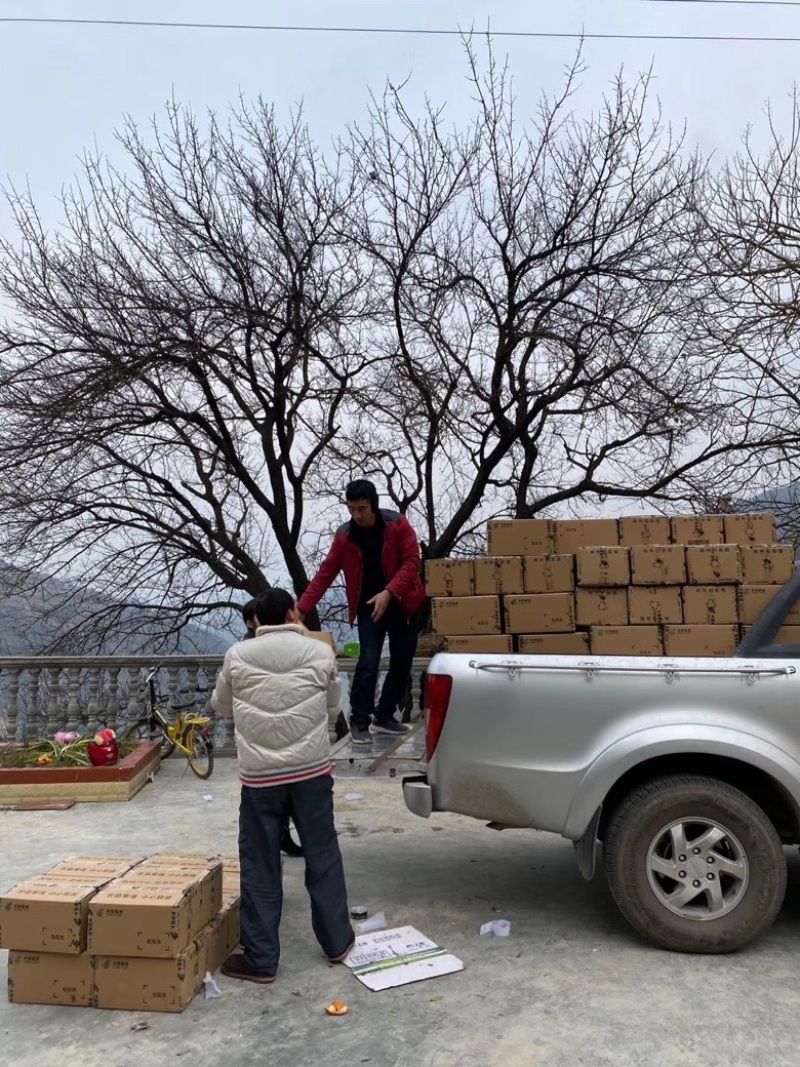 原产地陕西狮头柑果园实发包邮装批发团购一件代发