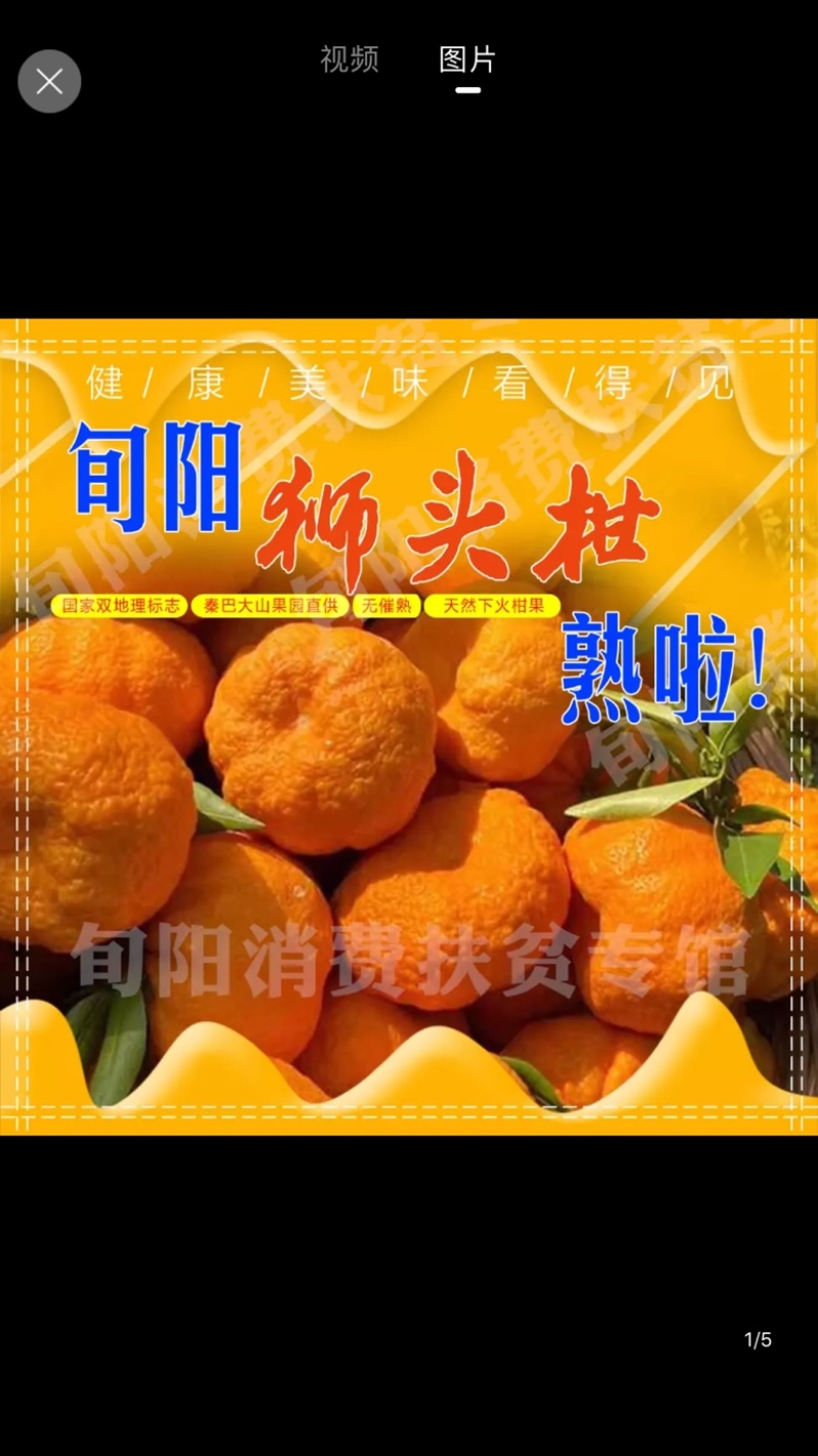 原产地陕西狮头柑果园实发包邮装批发团购一件代发