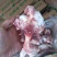多肉猪腿骨