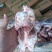 多肉猪腿骨