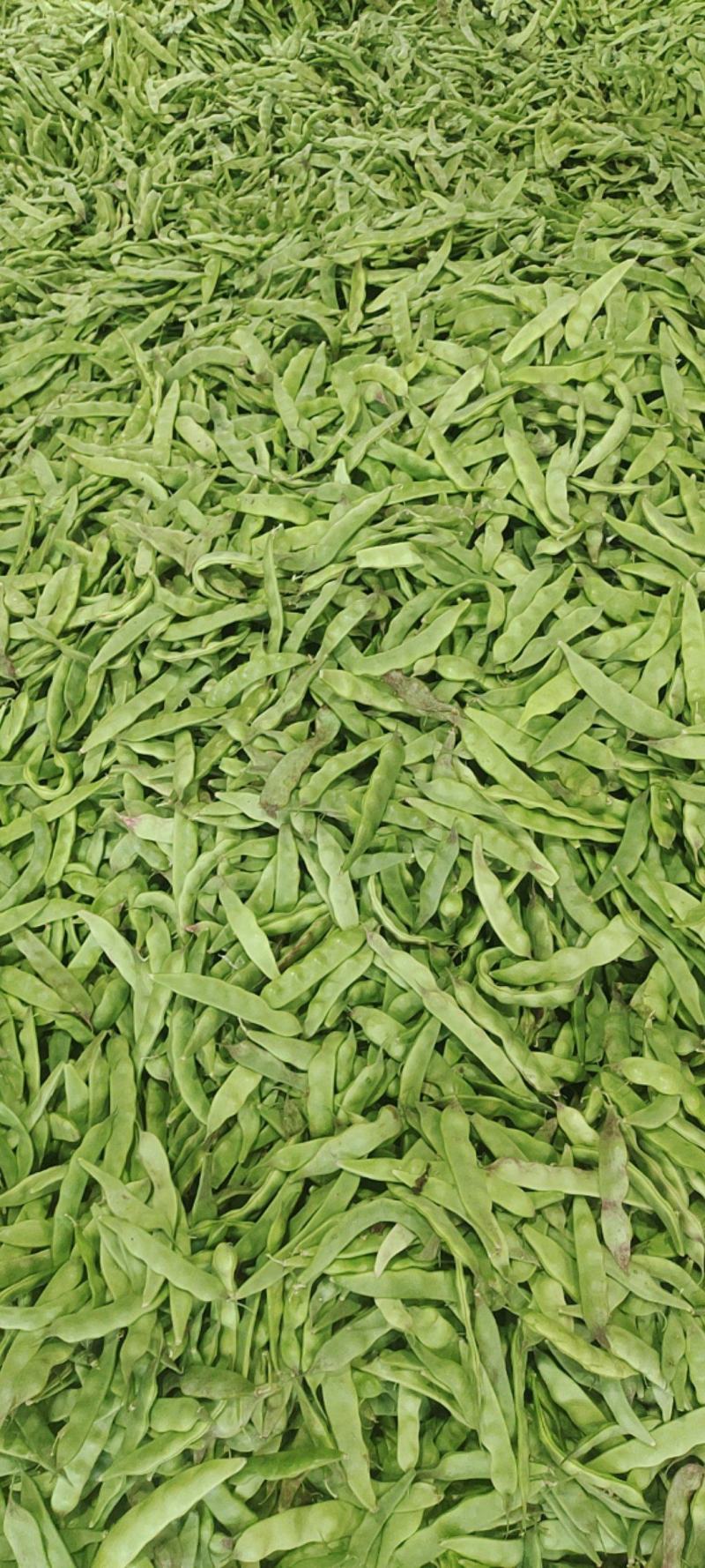将军一点红，油豆角，批发