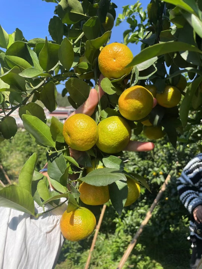 西林县砂糖橘