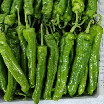 夏邑鲜辣椒，301泡椒，万亩大棚辣椒基地