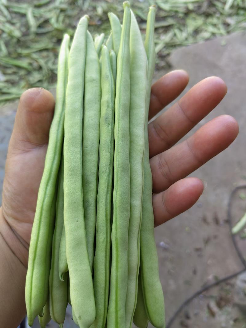 四季豆15~20厘米