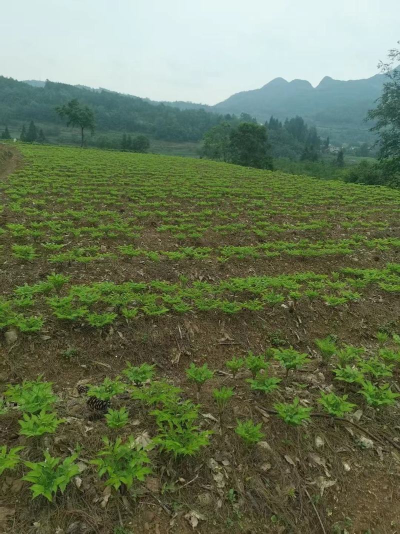 贵州省赫章县黑杆花魔芋，大量供应中保质保量，欢迎来电咨询