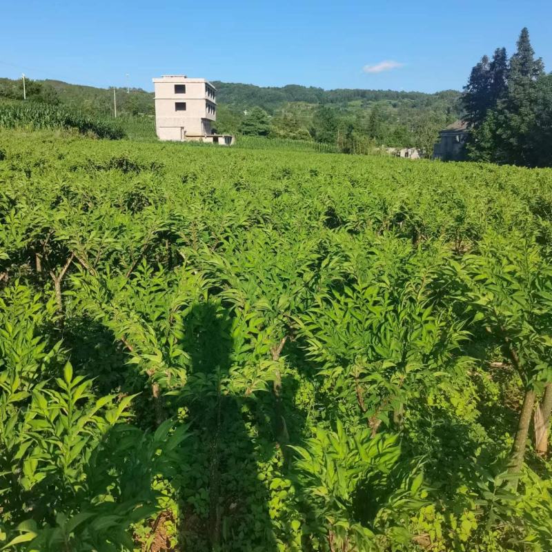 贵州省赫章县黑杆花魔芋，大量供应中保质保量，欢迎来电咨询