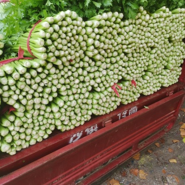 芹菜，西芹