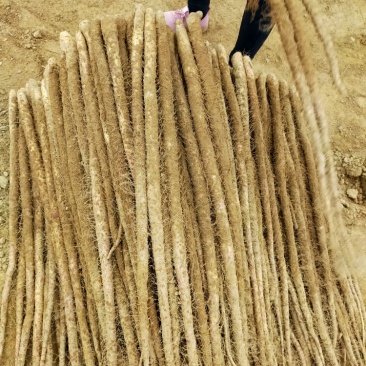 铁棍山药