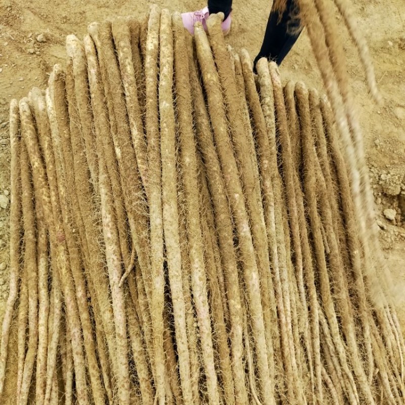 铁棍山药