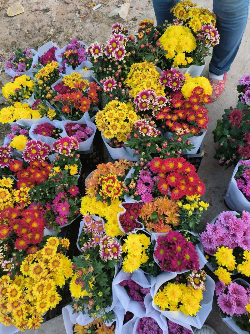 菊花盆栽清明菊花大菊花基地现货带包装发货