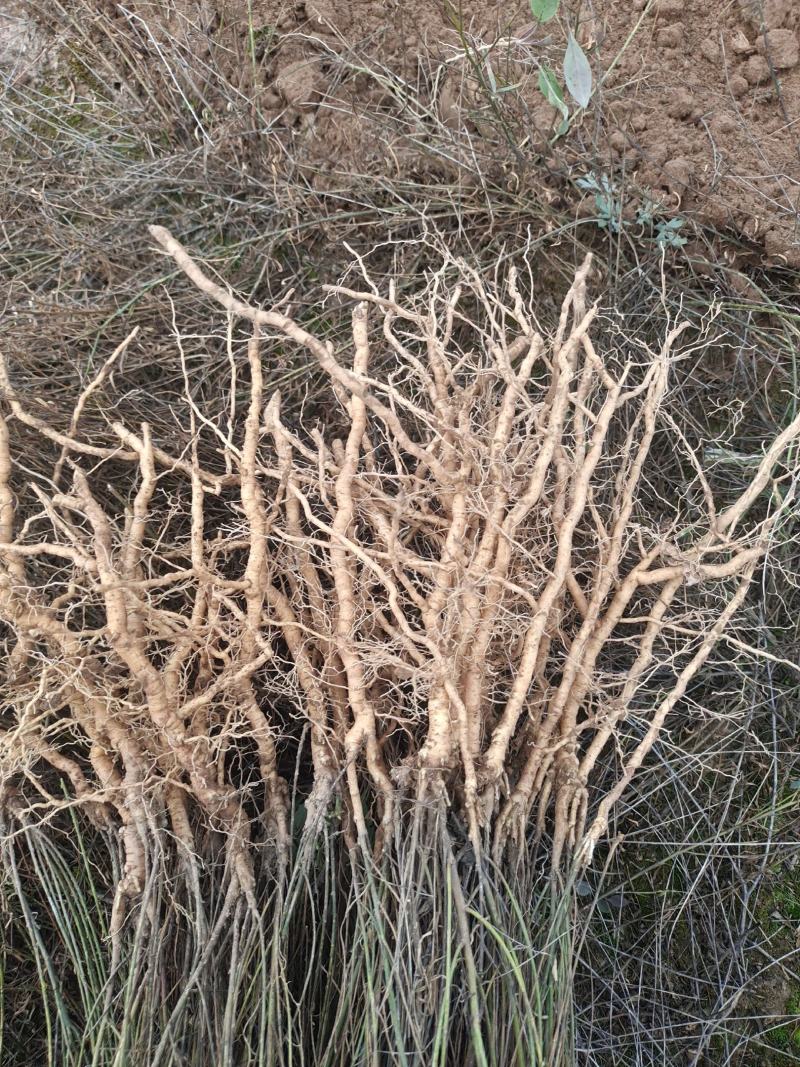 远志鲜条/中药远志/中药根茎大量出售