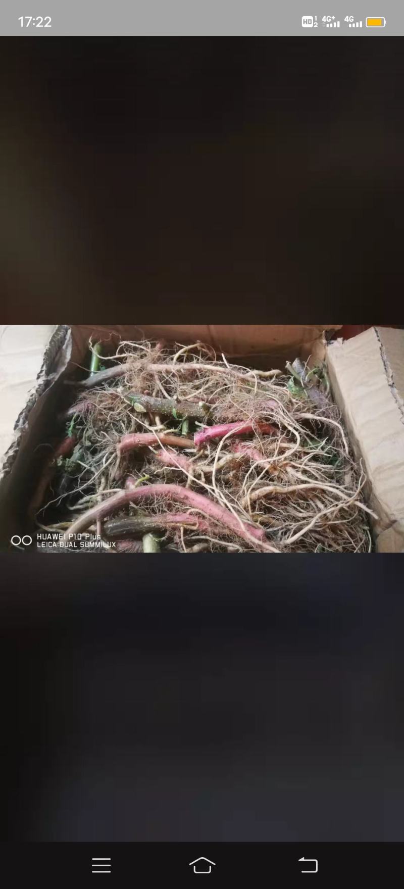 野刺苋根带刺汉菜根新鲜红刺苋根刺菜根红梗刺笕菜苋菜头马