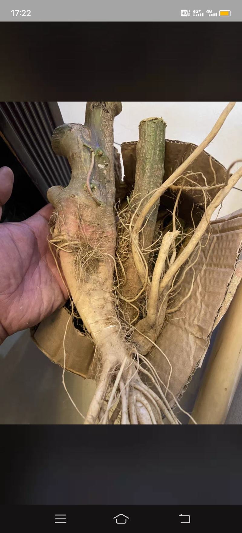 野刺苋根带刺汉菜根新鲜红刺苋根刺菜根红梗刺笕菜苋菜头马