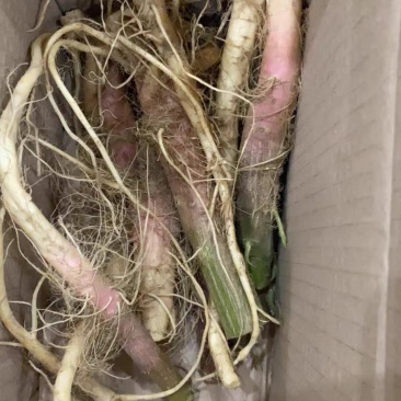 野刺苋根带刺汉菜根新鲜红刺苋根刺菜根红梗刺笕菜苋菜头马