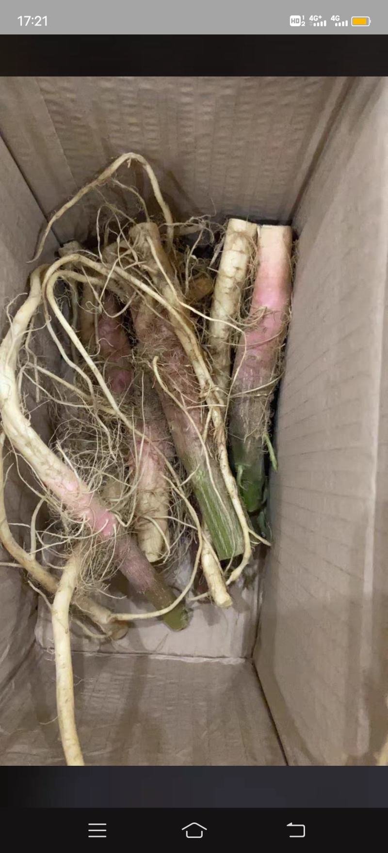 野刺苋根带刺汉菜根新鲜红刺苋根刺菜根红梗刺笕菜苋菜头马
