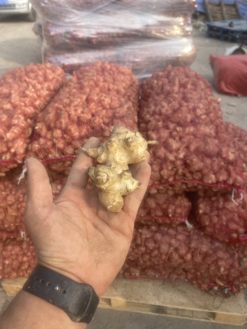 【热卖洋姜】山东菏泽千亩洋姜白姜红姜品质好货量足