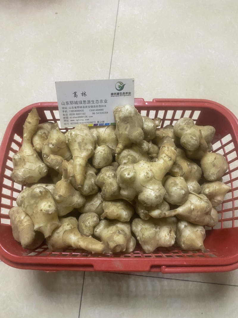 【热卖洋姜】山东菏泽千亩洋姜白姜红姜品质好货量足