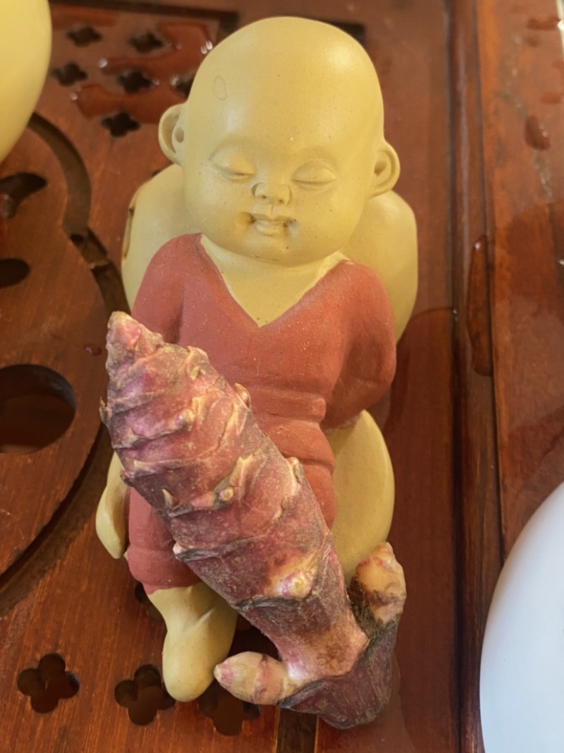 山东郓城胰岛果红果菊芋胰岛果干胰岛果干个