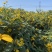 山东郓城胰岛果红果菊芋胰岛果干胰岛果干个