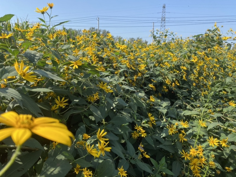 山东郓城胰岛果红果菊芋胰岛果干胰岛果干个