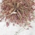 山东郓城胰岛果红果菊芋胰岛果干胰岛果干个