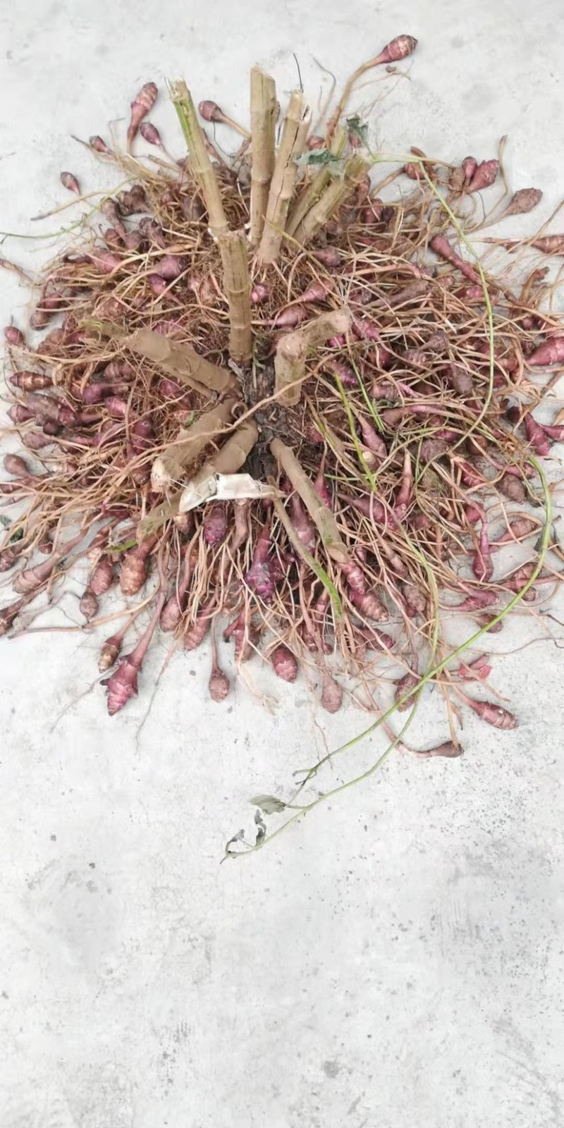 山东郓城胰岛果红果菊芋胰岛果干胰岛果干个