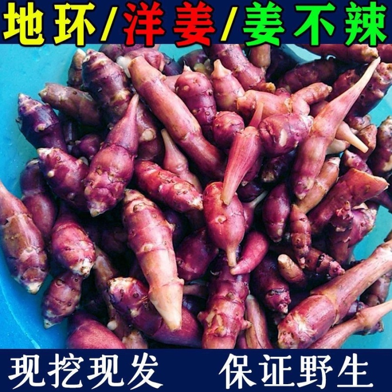 山东郓城胰岛果红果菊芋胰岛果干胰岛果干个