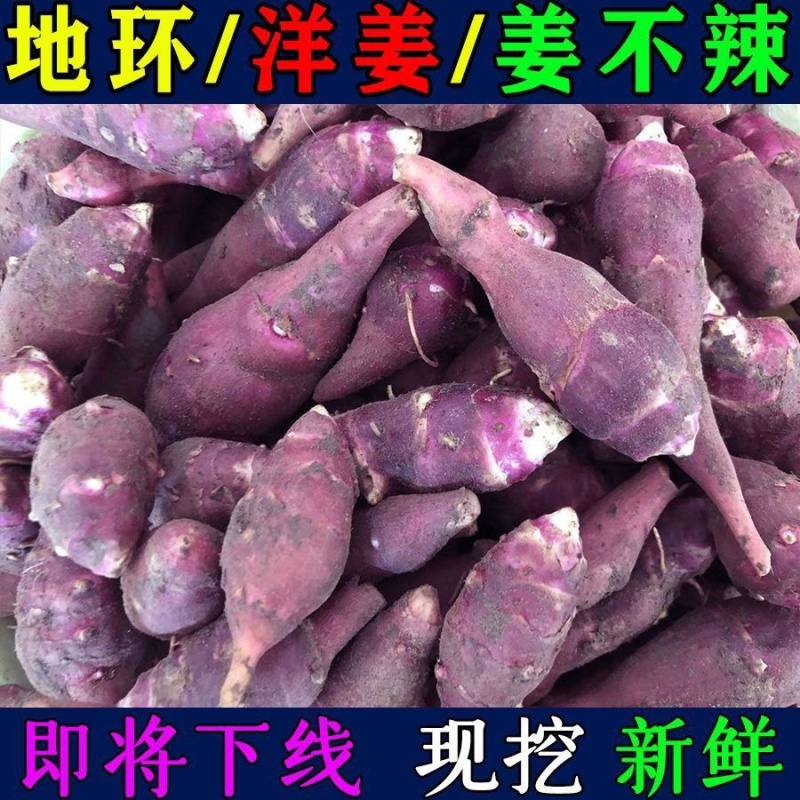 山东郓城胰岛果红果菊芋胰岛果干胰岛果干个