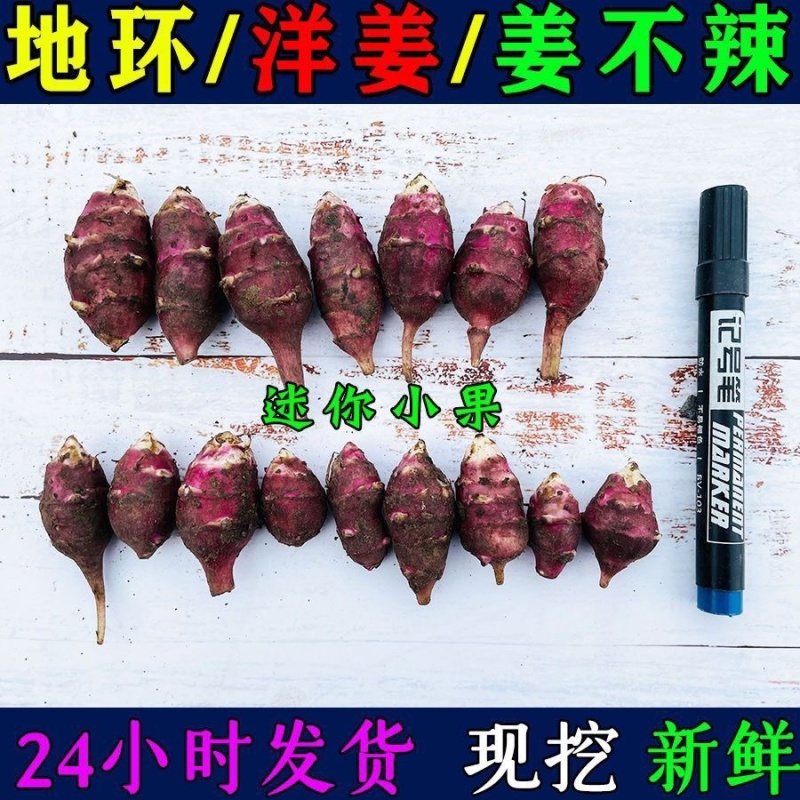 山东郓城胰岛果红果菊芋胰岛果干胰岛果干个