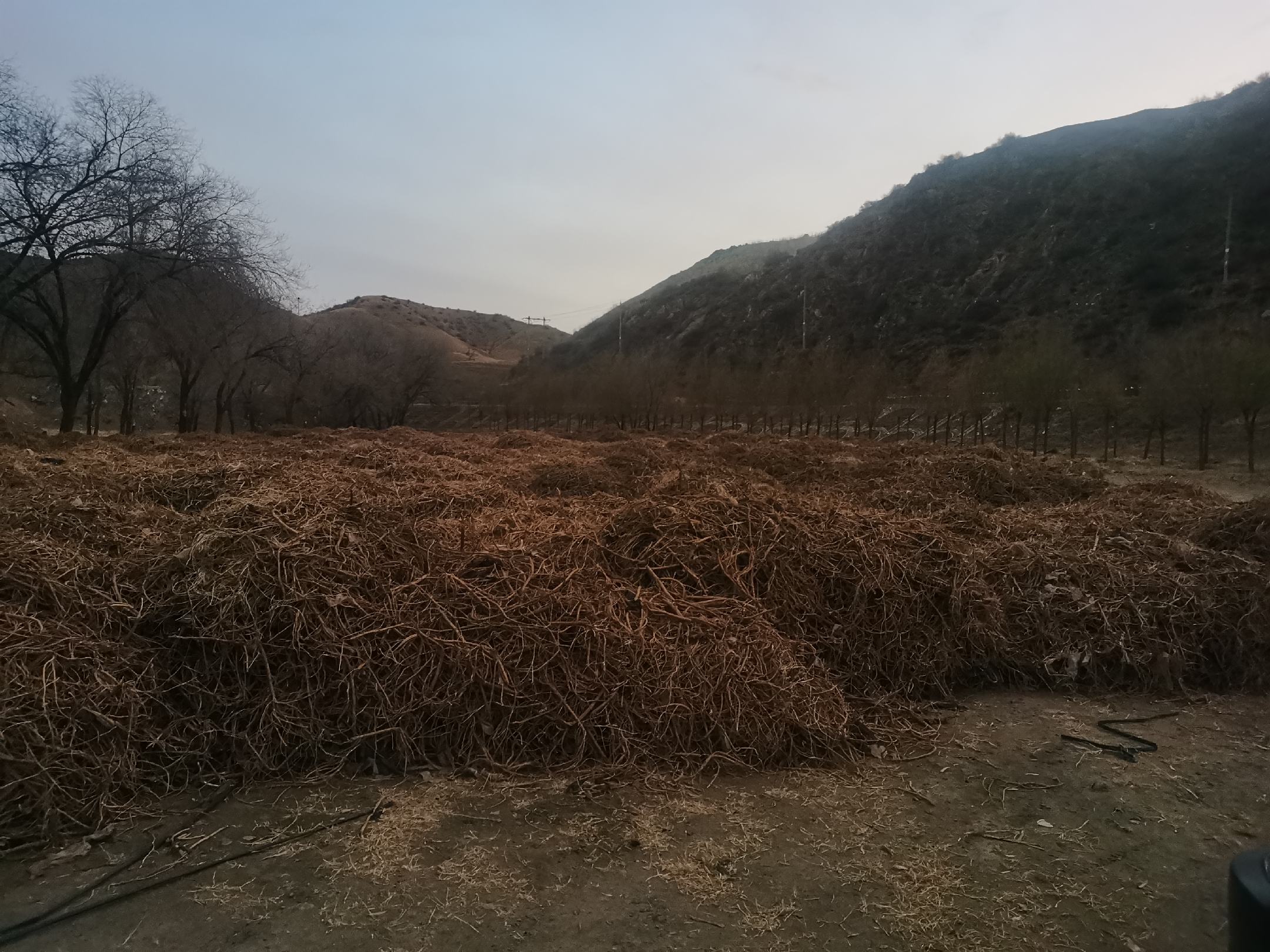 黄芪种植基地实景图