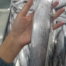 北方渤海黄海带鱼刀鱼自家渔船当天捕捞直发可联系商一件代发